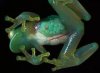 Frog.jpeg